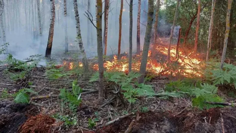Основной виновник лесных и торфяных пожаров  человек РОЧС напоминает правила пожарной безопасности